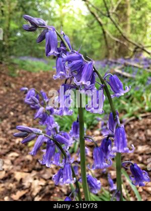 Bluebell flowers de Woodland, Hampshire, Angleterre. Banque D'Images