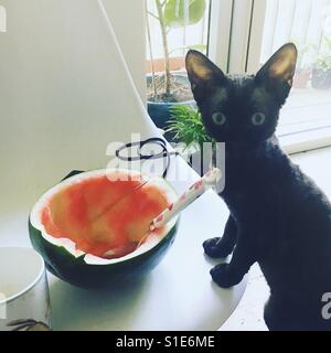 Chaton Devon Rex voler watermelon Banque D'Images