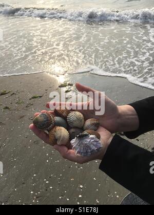 Coquillages de la mer Adriatique a tenu dans les mains. Réflexions oh le soleil dans l'eau. Banque D'Images