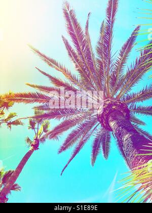 Cheerful palmiers sur une journée chaude avec fond de ciel bleu sur une journée ensoleillée. Banque D'Images