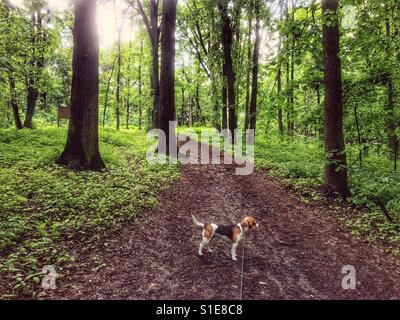 Marcher avec un beagle dans la forêt. Point de vue personnel. Banque D'Images