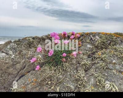 Fleurs roses de plus en plus rock sur la côte d'Anglesey Banque D'Images