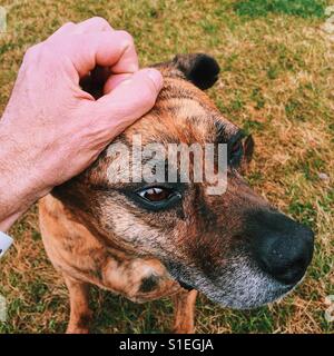 Gros plan d'un homme part de flatter un chien type boxer femelle plus âgés sur la tête. Banque D'Images