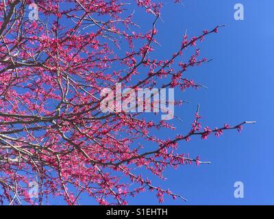 Branches en fleurs - lishui Banque D'Images