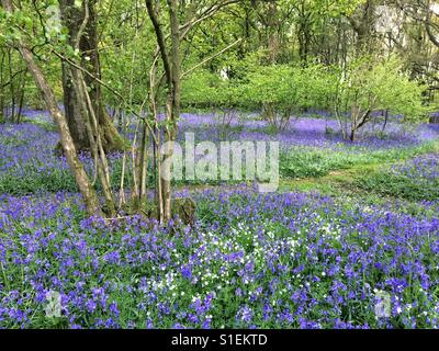 Bluebell flowers de Woodland, Medstead, Hampshire, Angleterre, Royaume-Uni. Banque D'Images