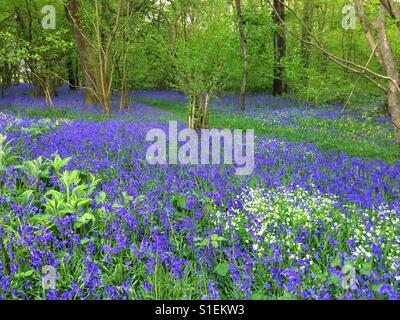 Tapis de fleurs dans les bois bluebell , Medstead, Hampshire, Angleterre, Royaume-Uni. Banque D'Images