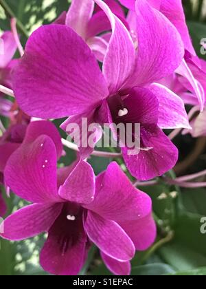 Orchidée vanda Magenta Banque D'Images