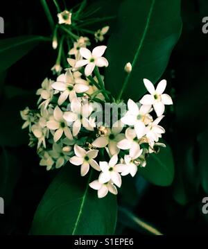 Le Bushman arbuste poison - Acokanthera oppositifolia Banque D'Images