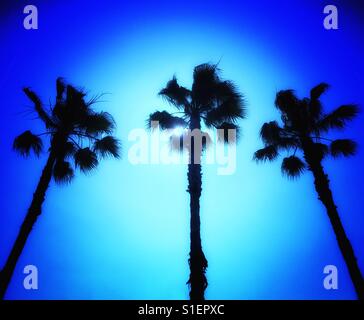 Palm tree silhouetted trio par le soleil Banque D'Images