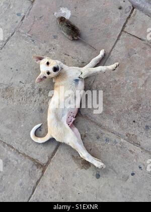 Un chien joue avec un rat à Varanasi Banque D'Images
