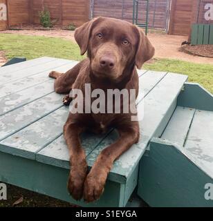 Brun chocolat labrador retriever (lab) dog fixant l'extérieur Banque D'Images