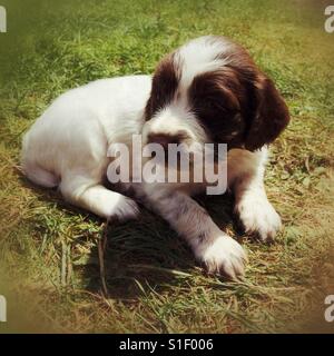 Cinq semaines de printemps Anglais Spaniel puppy. Banque D'Images