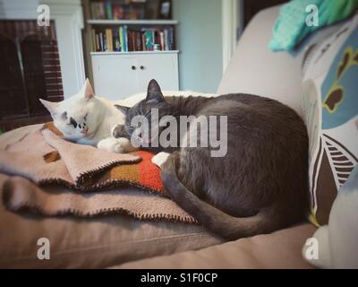 Les chats câlins ensemble sur un canapé. Banque D'Images