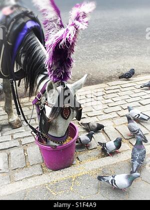 Central Park Horse transport mangeant de la benne avec les pigeons, Central Park South, NEW YORK, USA Banque D'Images