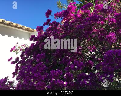 Bougainvillée violet et blanc maison wall against blue sky Banque D'Images