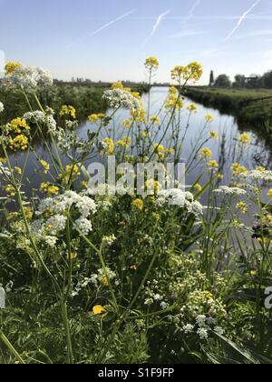 Mélange de fleurs y compris rapseed Banque D'Images