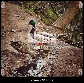 Un couple de canards colverts. Banque D'Images