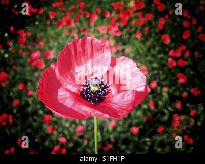 Papaver sp. Banque D'Images