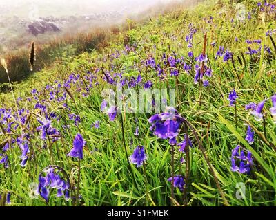 Gouttes de pluie sur Bluebells floraison sur pentes du Mont Snowdon dans le parc national de Snowdonia au printemps. Mcg Dyli, Nant Gwynant, Pen-y-Pass, Gwynedd, Nord du Pays de Galles, Royaume-Uni, Angleterre. Banque D'Images