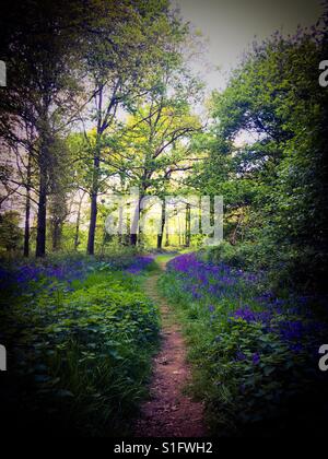 Une allée bordée de Bluebells photographiés dans un bois à Norfolk, au Royaume-Uni. Banque D'Images