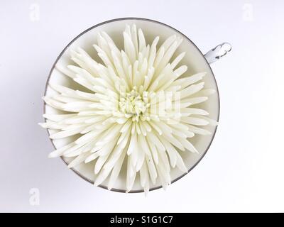 Une fleur de chrysanthème araignée blanche dans un verre sur un fond blanc. Banque D'Images