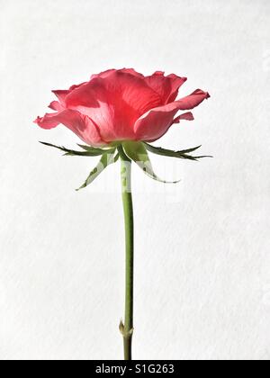 Portrait d'une rose anglaise Banque D'Images