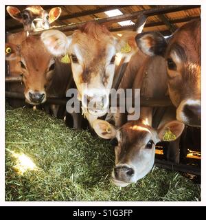 Les jeunes vaches Jersey mangent de l'herbe Banque D'Images