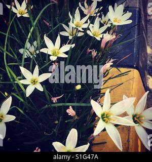 Fleurs non identifiées par la bordure Banque D'Images