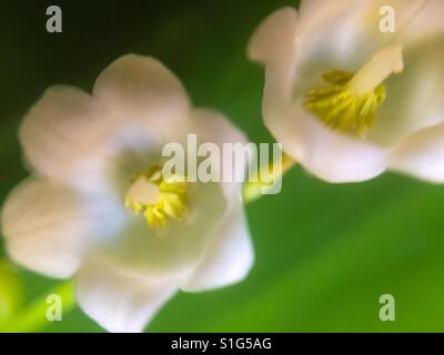 Le muguet macro Banque D'Images