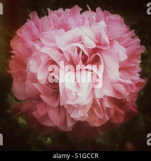 Style pivoine rose coquelicot. Banque D'Images