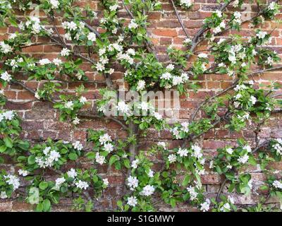 L'espalier blossoming arbre fruitier formé contre mur de briques. Banque D'Images