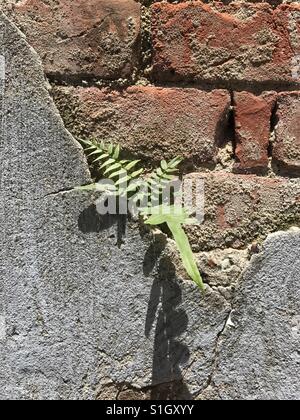 Fern émergeant d'une fissure dans un mur de briques Banque D'Images