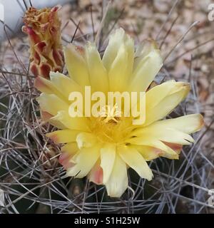 Un de près d'un arc-en-ciel jaune fleur de cactus hérisson en pleine floraison Banque D'Images