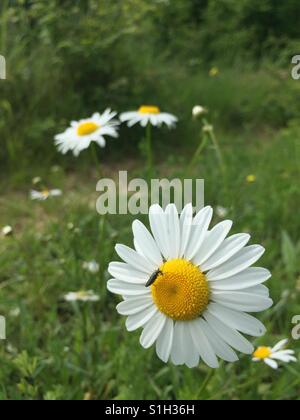 Bug sur l'heure d'été à fleurs de camomille Banque D'Images