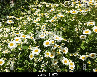 L'été pré de fleurs sauvages daisy Banque D'Images