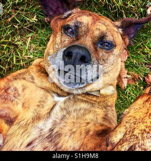 Un chien type boxer couché sur son dos à la recherche jusqu'à l'appareil photo Banque D'Images