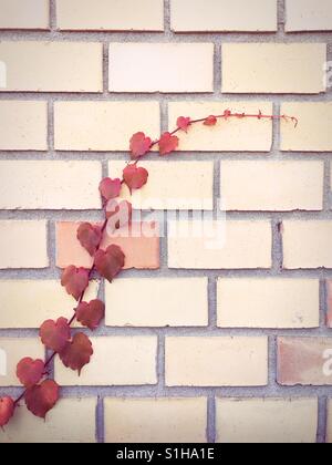Vigne plante avec feuilles en forme de cœur contre brick wall Banque D'Images