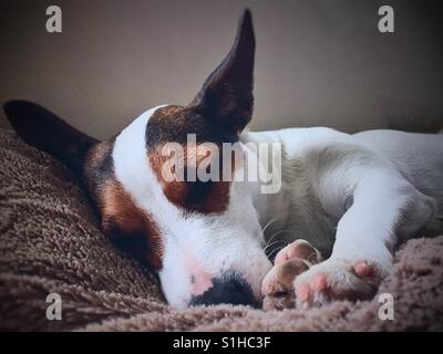 Jack Russell Terrier dog la sieste. Close up. Banque D'Images