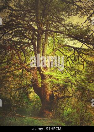 Al Shouf cedar nature reserve Liban Banque D'Images