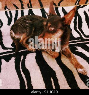 Podenco espagnol chien assis sur un tapis Banque D'Images