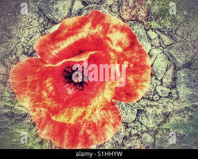 Papaver rhoeas, également connu sous le nom de coquelicot, pavot rouge commun ou Flandre poppy, émergeant d'une route de gravier Banque D'Images