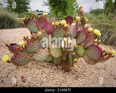 Cactus géant (Opuntia robusta) avec des fleurs Banque D'Images