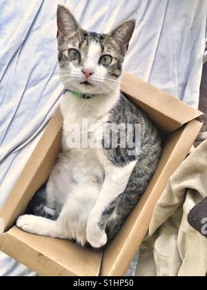 Chat dans une boîte. Banque D'Images