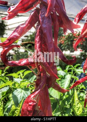 Hot Chili Peppers au Marché Jean-Talon, Montréal, Québec Banque D'Images