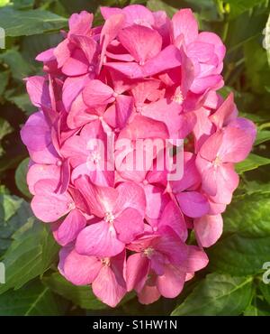 Hortensia rose sur un matin d'été en Géorgie Banque D'Images