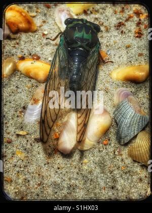 Trouver inhabituelle sur la plage : une meuleuse à ciseaux côtières cigale, Neotibicen latifasciatus, South Ponte Vedra Beach, Floride Banque D'Images