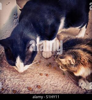 Les chats de la rue sa nourriture manger Banque D'Images