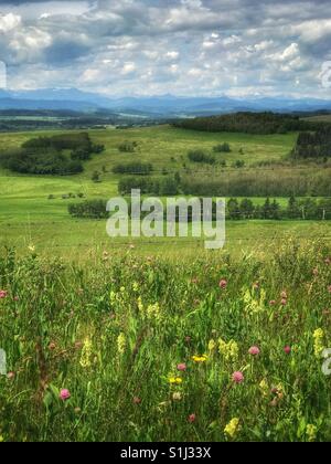 Vue sur les contreforts de l'Alberta dans les rocheuses au-delà, avec des fleurs sauvages en premier plan. Banque D'Images