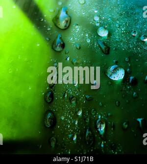 Les gouttelettes d'eau sur une feuille d'agave Banque D'Images