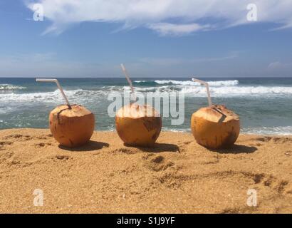 Coco sur la plage au Sri Lanka. La vie est belle ! Banque D'Images